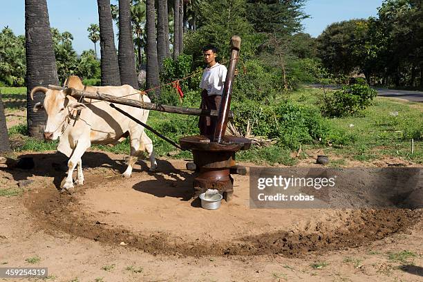 burmese man pulverizing palm oil seeds - burmese people stock pictures, royalty-free photos & images