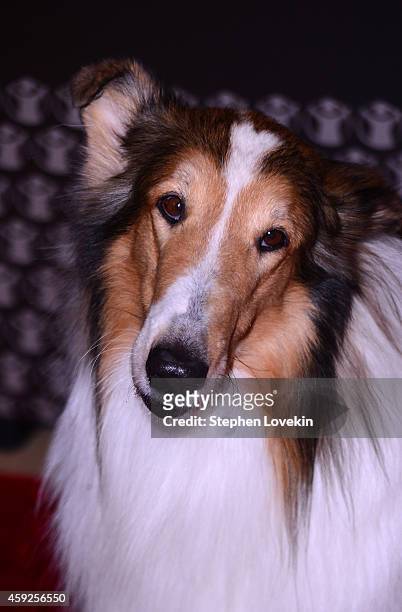 Lassie attends the 2nd Annual Save The Children Illumination Gala at the Plaza on November 19, 2014 in New York City.