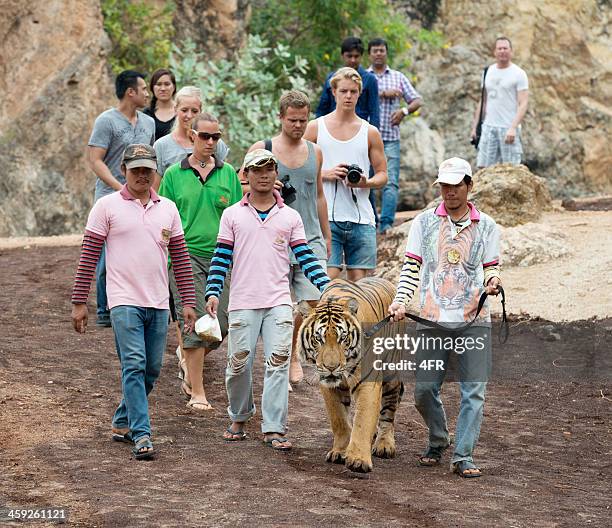 tiger-tempel, kanchanaburi, thailand - indochinese tiger stock-fotos und bilder