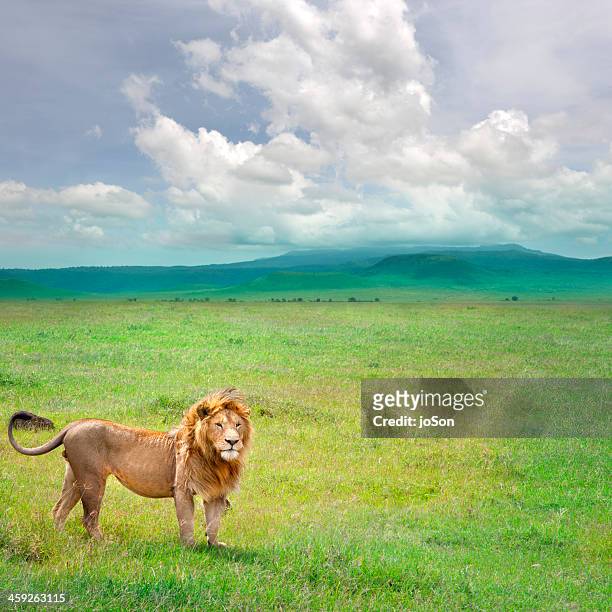 male lion (panthera leo) in ngorongoro crater - región de arusha fotografías e imágenes de stock