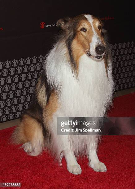 Lassie attends the 2nd annual Save the Children Illumination Gala at the Plaza Hotel on November 19, 2014 in New York City.