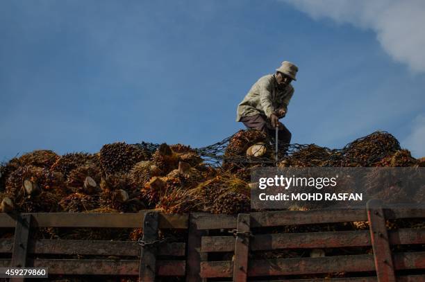 Worker prepares to unload palm oil fruits from a lorry at a factory in Sepang, outside Kuala Lumpur on November 20, 2014. Tropical forests continue...