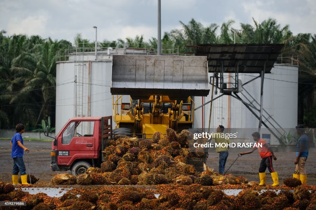 MALAYSIA-INDONESIA-COMMODITIES-PALMOIL-ENVIRONMENT