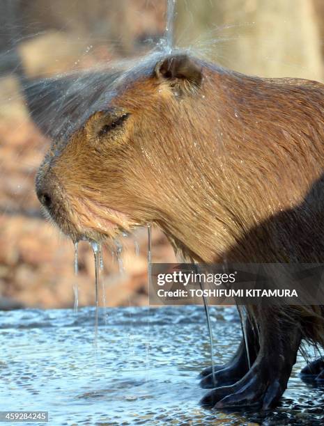 Spring Capybara 45 Capybara Hot Spring Stock Photos, High-Res Pictures, and Images ...