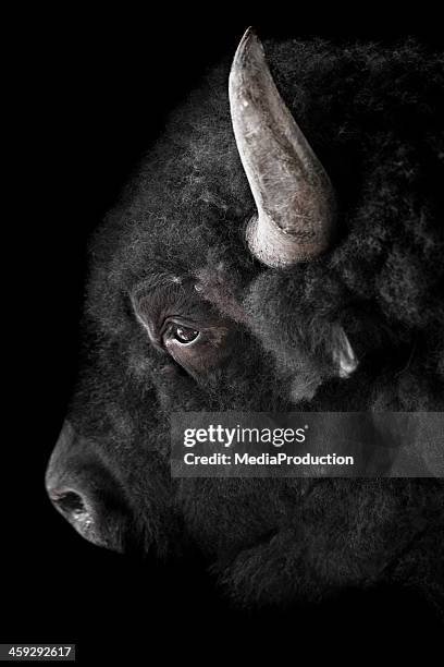 buffalo in schwarz - female cows with horns stock-fotos und bilder