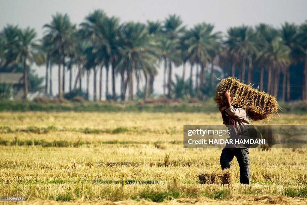 An Iraqi youth carries a bale of the high-quality Amber rice in a ...