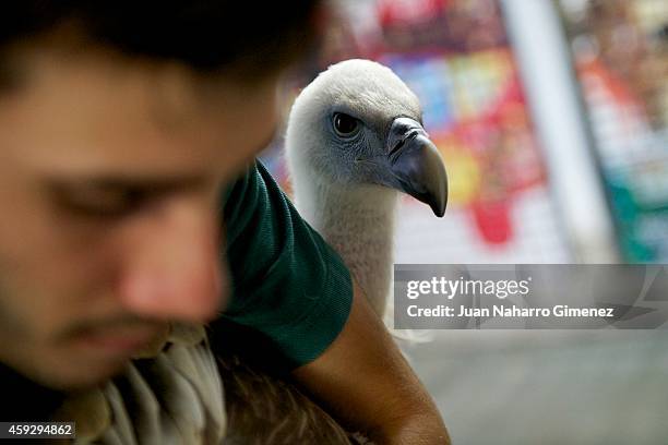 Buitre Leonado bird is weighed by Alejandro Baltasar at Zoo Aquarium of Madrid on September 18, 2014 in Madrid, Spain. Every week the birds are...