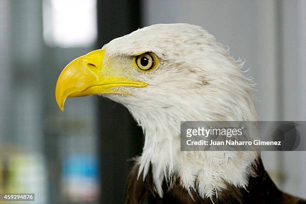 Aguila de Cabeza Blanca is weighed at Zoo Aquarium of Madrid on September 18, 2014 in Madrid, Spain. Every week the birds are weighed and examined by...