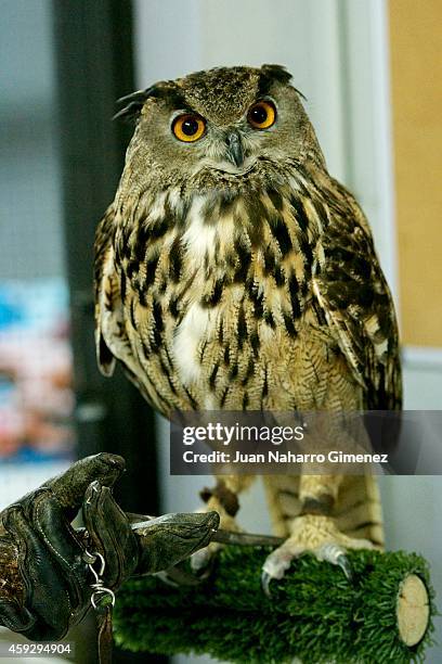 Buho Real bird is weighed at Zoo Aquarium of Madrid on September 18, 2014 in Madrid, Spain. Every week the birds are weighed and examined by experts...