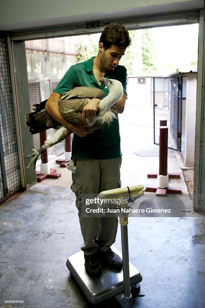 Madrid Zoo Staff Conduct Their Weekly Weigh In Of Their Birds