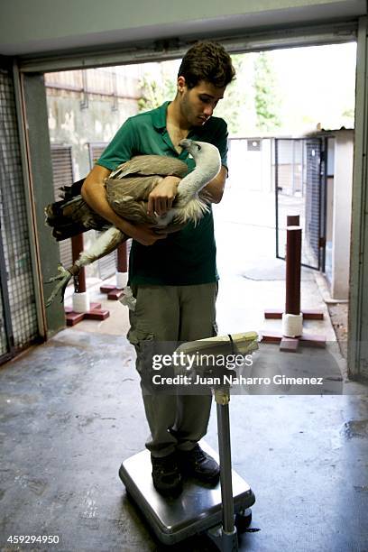 Buitre Leonado bird is weighed by Alejandro Baltasar at Zoo Aquarium of Madrid on September 18, 2014 in Madrid, Spain. Every week the birds are...