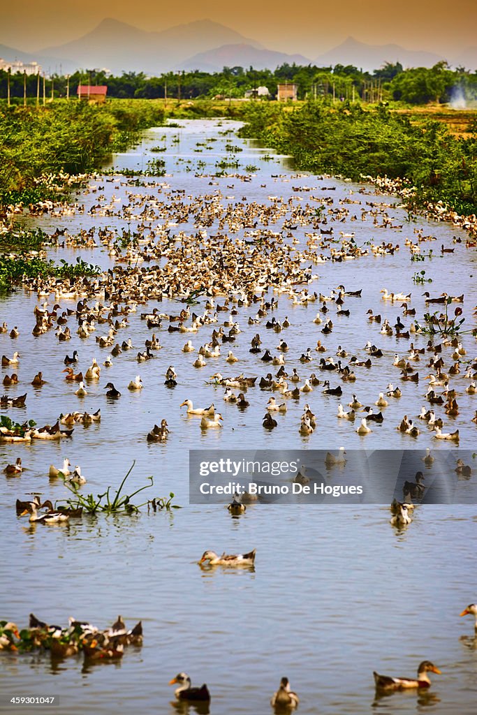 Ducks breedind near Hue, Vietnam