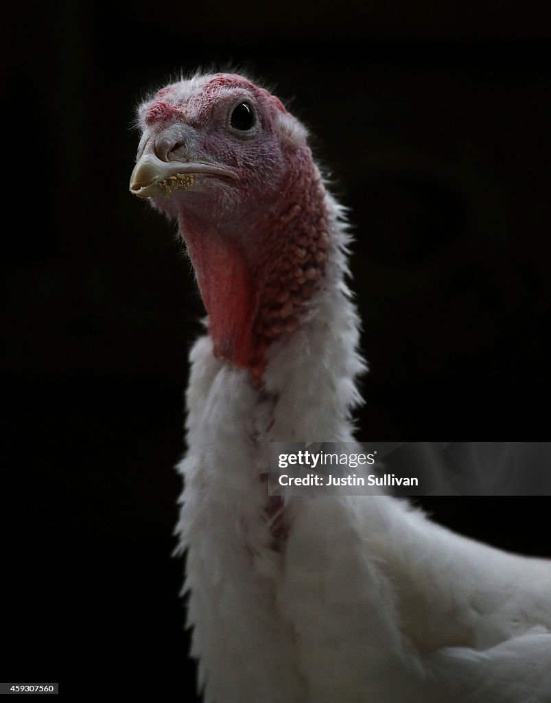 California Turkey Farm Supplies Birds For Thanksgiving Dinners