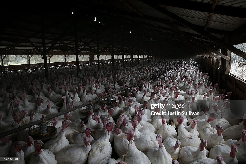 California Turkey Farm Supplies Birds For Thanksgiving Dinners