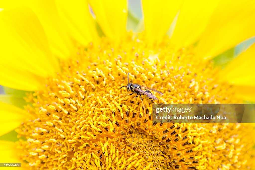 Honey bee collecting pollen in a garden flower...