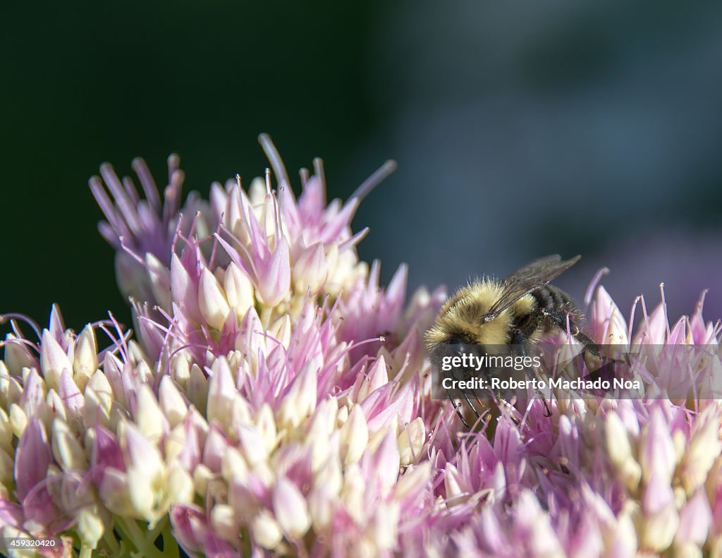 Honey bee collecting pollen in a garden flower...