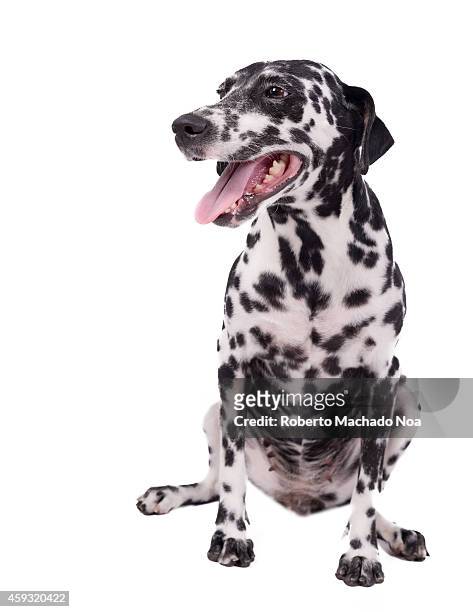 Beautiful dalmatian dog or pet on white background.The Dalmatian is a breed of dog whose roots trace back to Croatia and its historical region of...