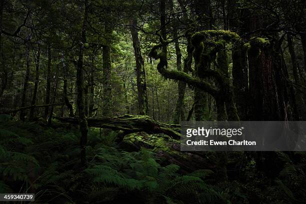 forest - forest new zealand stock pictures, royalty-free photos & images