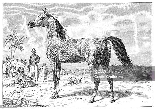 bildbanksillustrationer, clip art samt tecknat material och ikoner med arab horse engraving from 1877 - arab horse