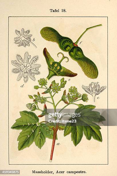 botanic fia v07 t18 acer campestre - botanik stock illustrations