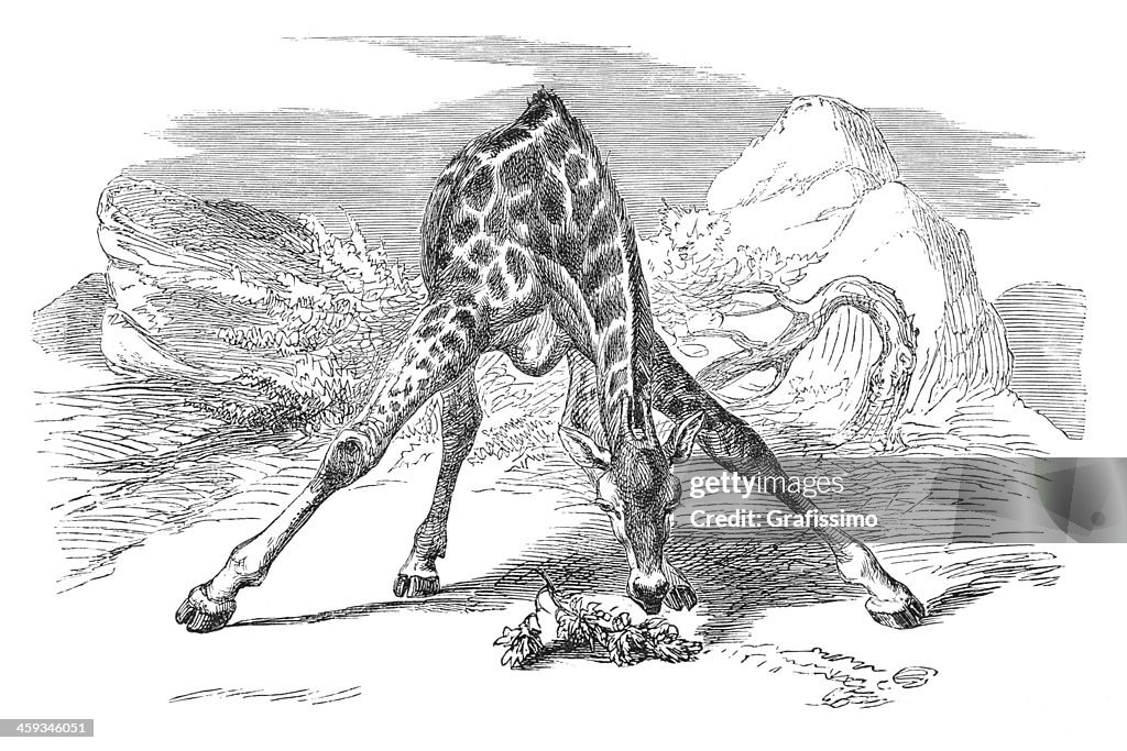 Engraving of giraffe eating from 1877