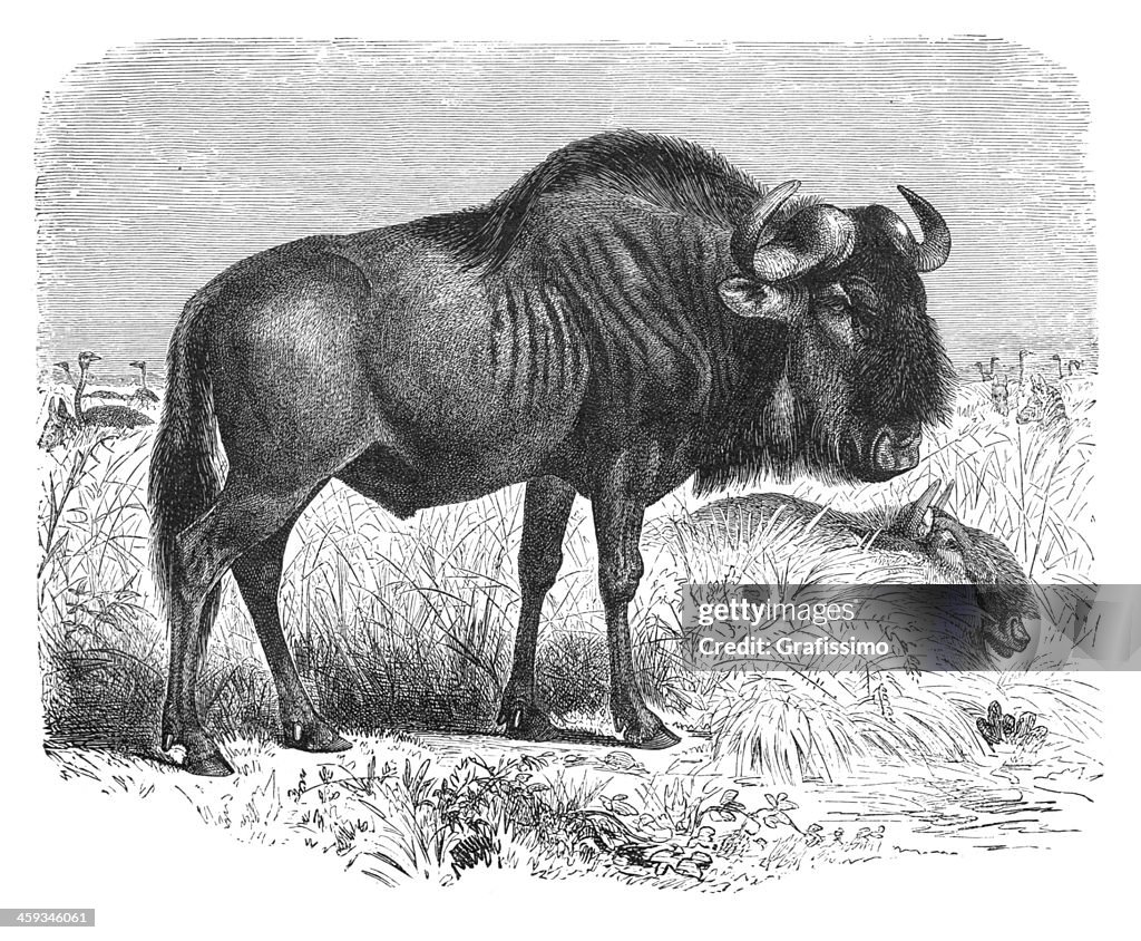 Engraving Gnu or blue wildebeest from 1877