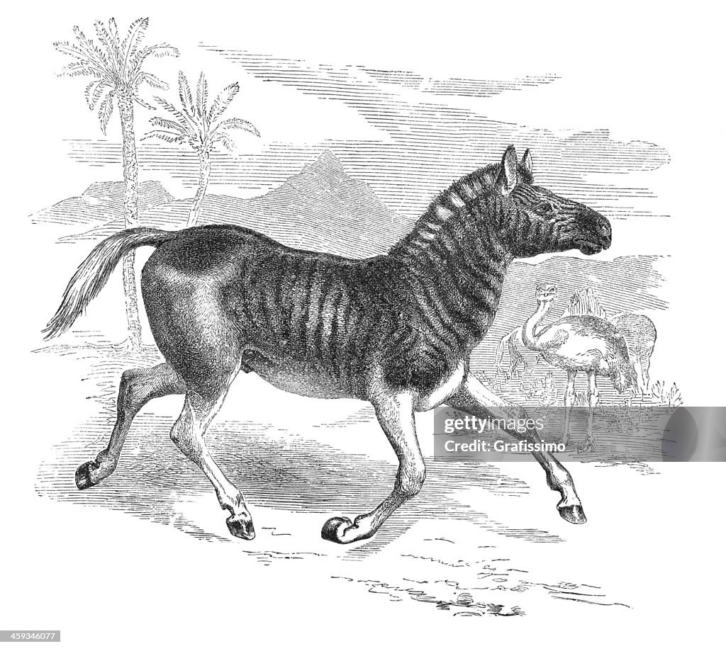 Extinct zebra Quagga engraving from 1877