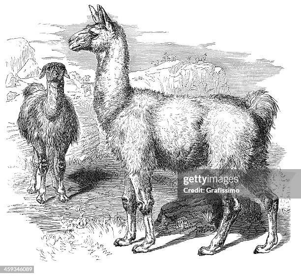 engraving of south american llama from 1877 - guanaco stock illustrations
