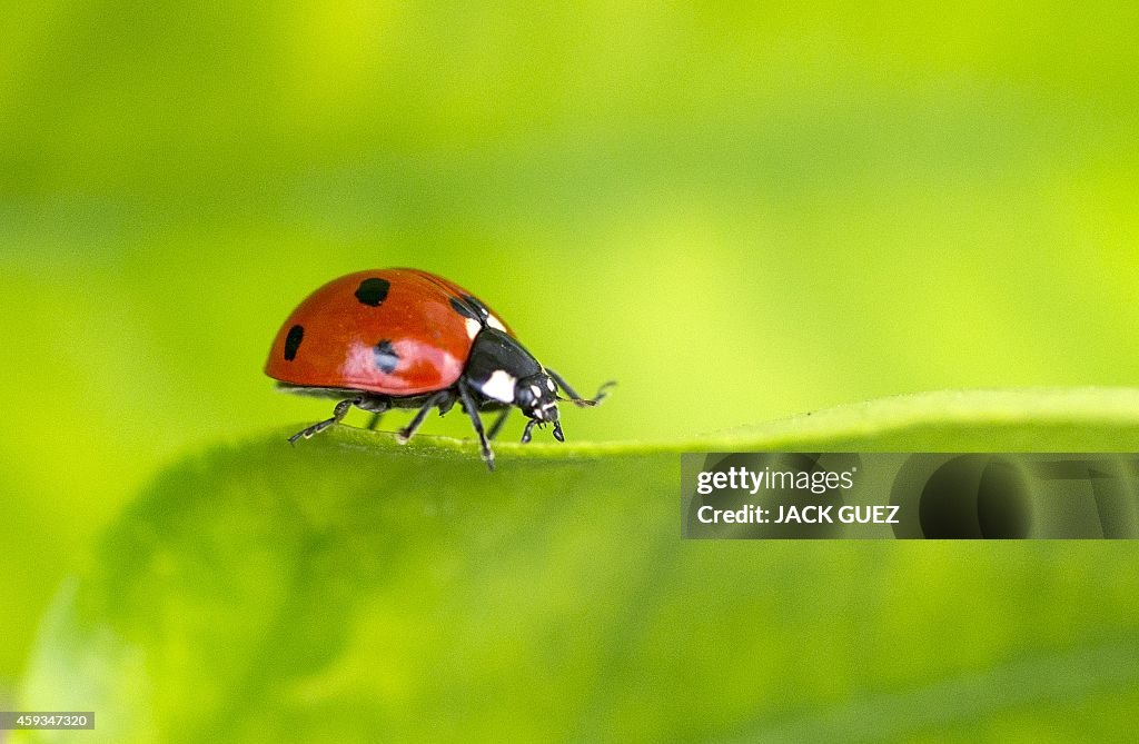 ISRAEL-ANIMAL-INSECT-LADYBIRD