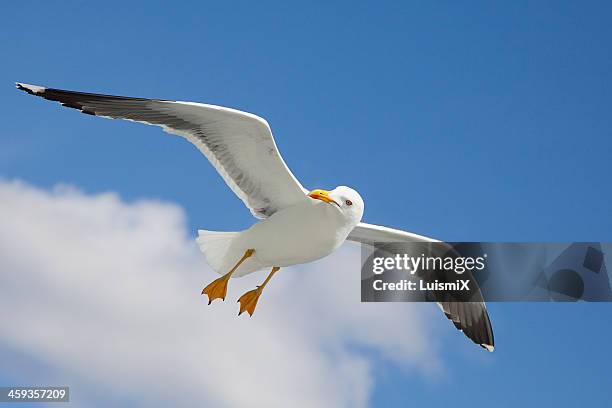 a beautiful gull - seagull stock-fotos und bilder