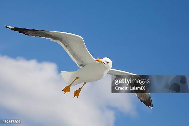 a beautiful gull - seagull stock pictures, royalty-free photos & images