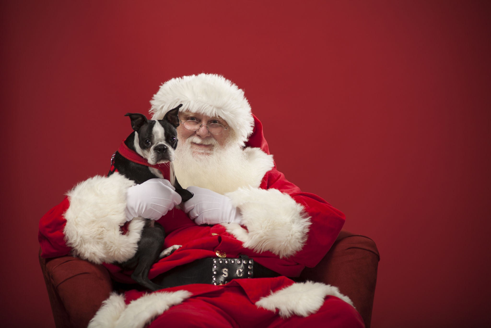dogs santa