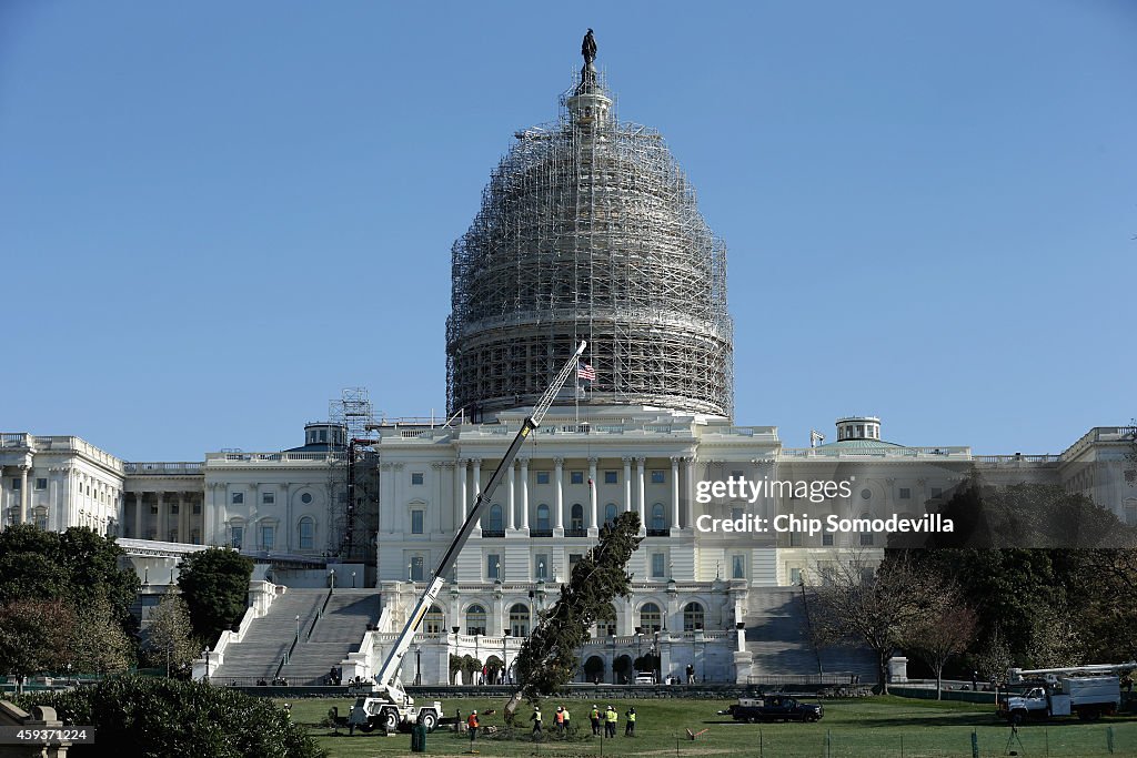 Arrival Of Capitol Christmas Tree Launches Holiday Season In Washington