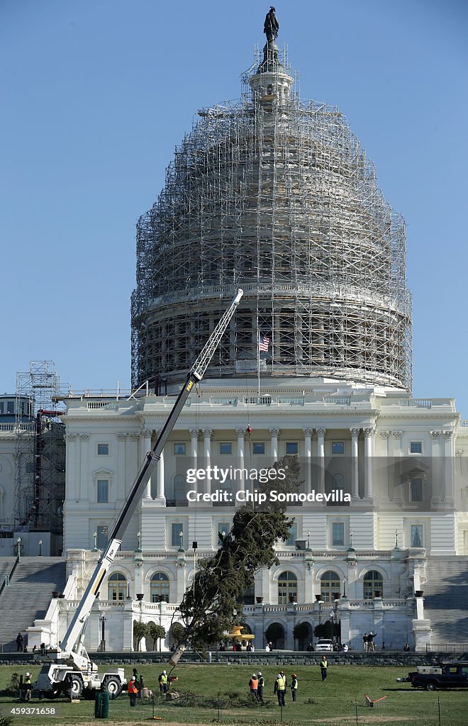 Arrival Of Capitol Christmas Tree Launches Holiday Season In Washington