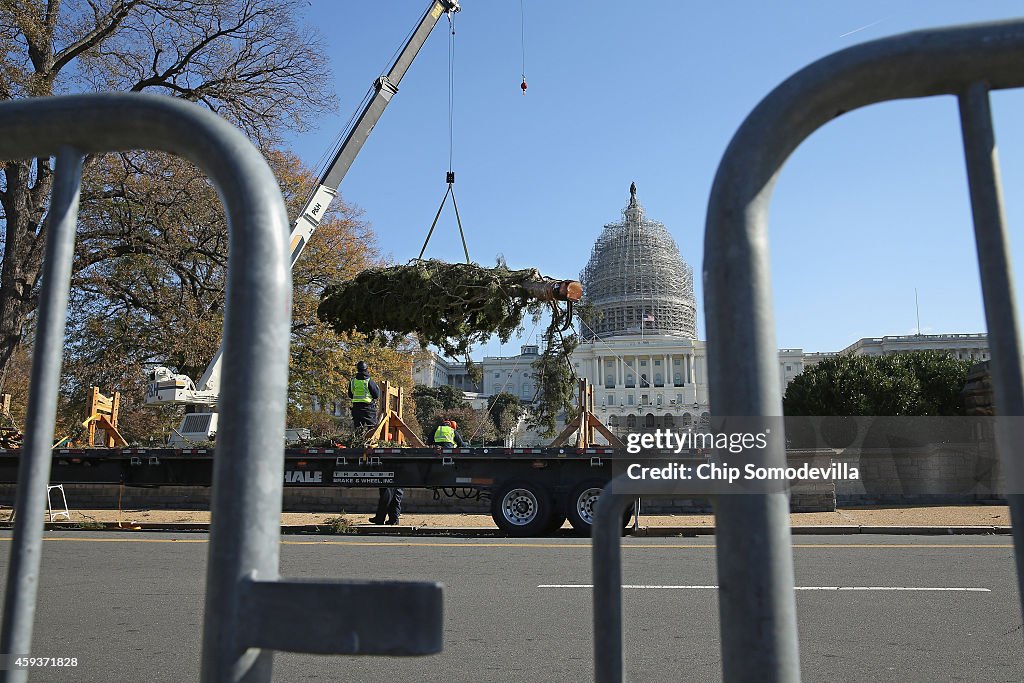 Arrival Of Capitol Christmas Tree Launches Holiday Season In Washington