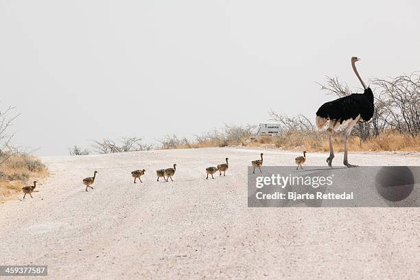 Male Ostrich leading chicks over road