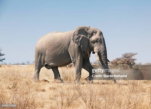 african elephant on savannah - elefante africano fotografías e imágenes de stock