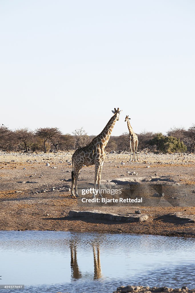 Giraffe cautiously approaching giraffe