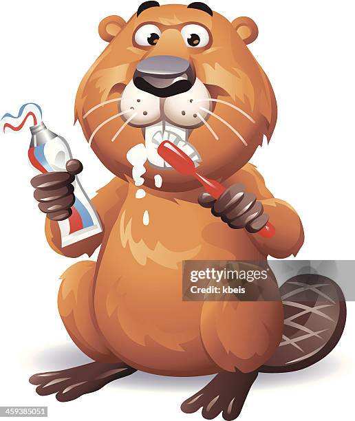 beaver brushing teeth - funny beaver stock illustrations