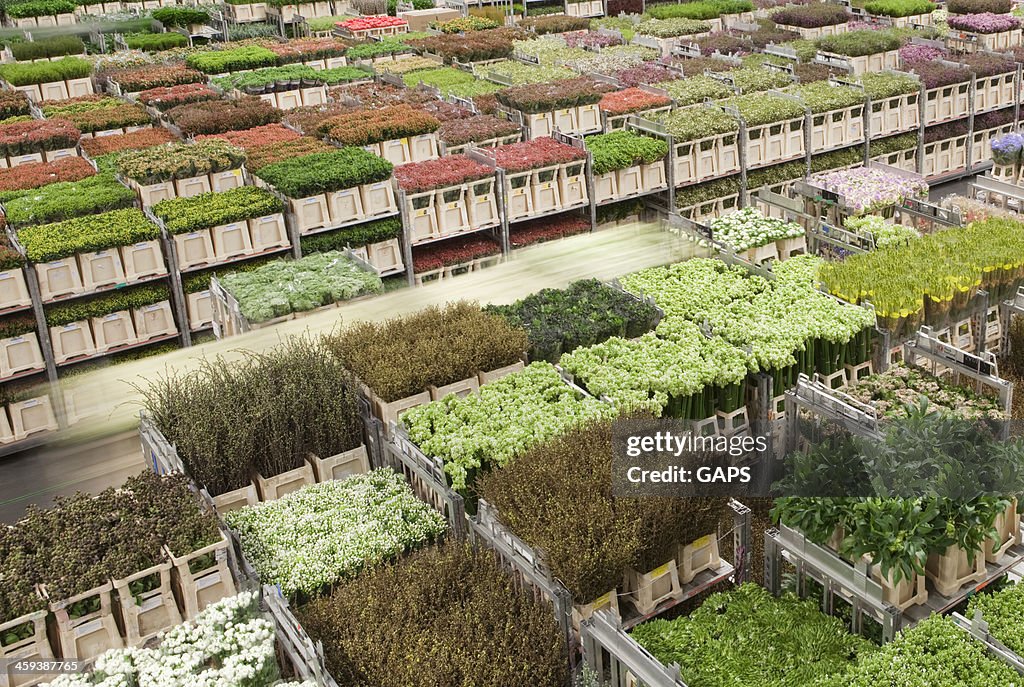 Sorted flowers at a Dutch cut-flower auction