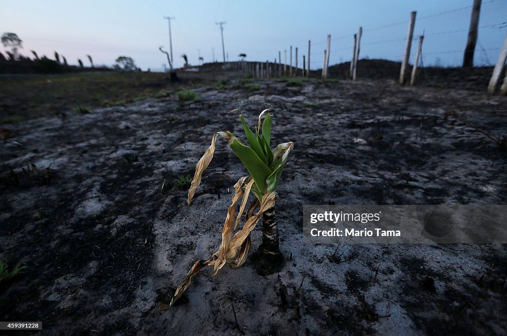 Deforestation In Brazil's Amazon Skyrockets After Years Of Decline