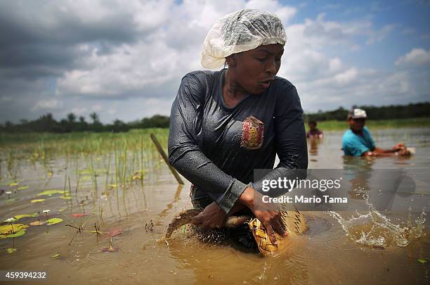 Loose fish jumps back into the water as Afro-Brazilians fish with traditional methods practiced for centuries in a wetland area of a deforested...