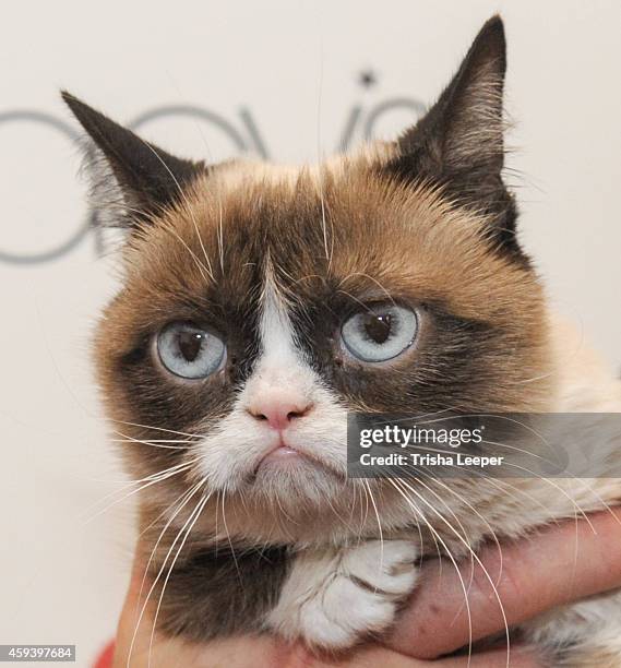 Grumpy Cat High 1,484 Grumpy Cat Photos & High Res Pictures - Getty Images
