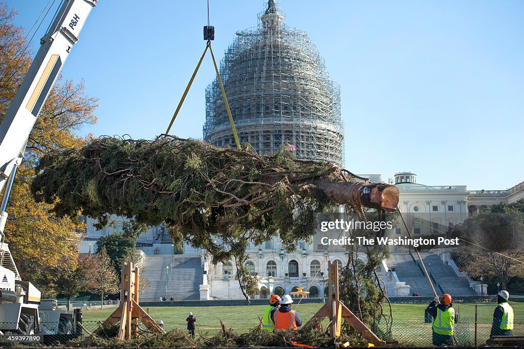 U.S. Capitol Christmas Tree Arrives In District