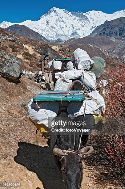 sherpa yak fahrer im himalaja unter cho oyu - hairy indian men stock-fotos und bilder