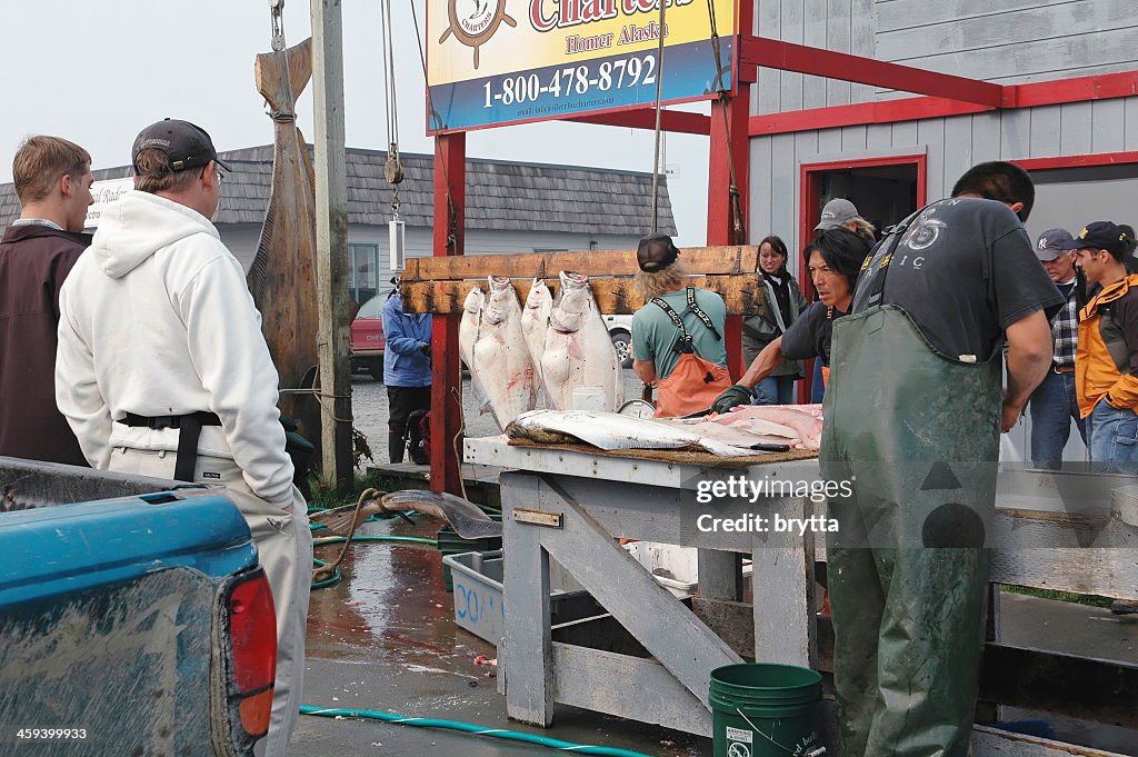 Cleaning the halibut, Homer,Alaska