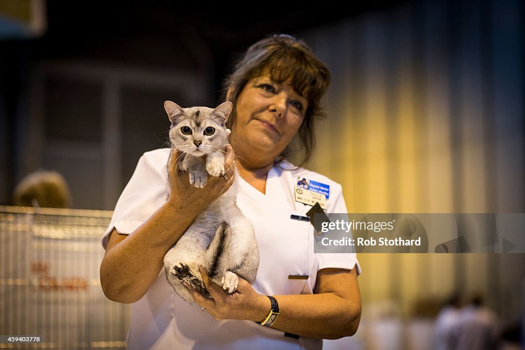 The Feline World Gathers For The Supreme Cat Show 2015