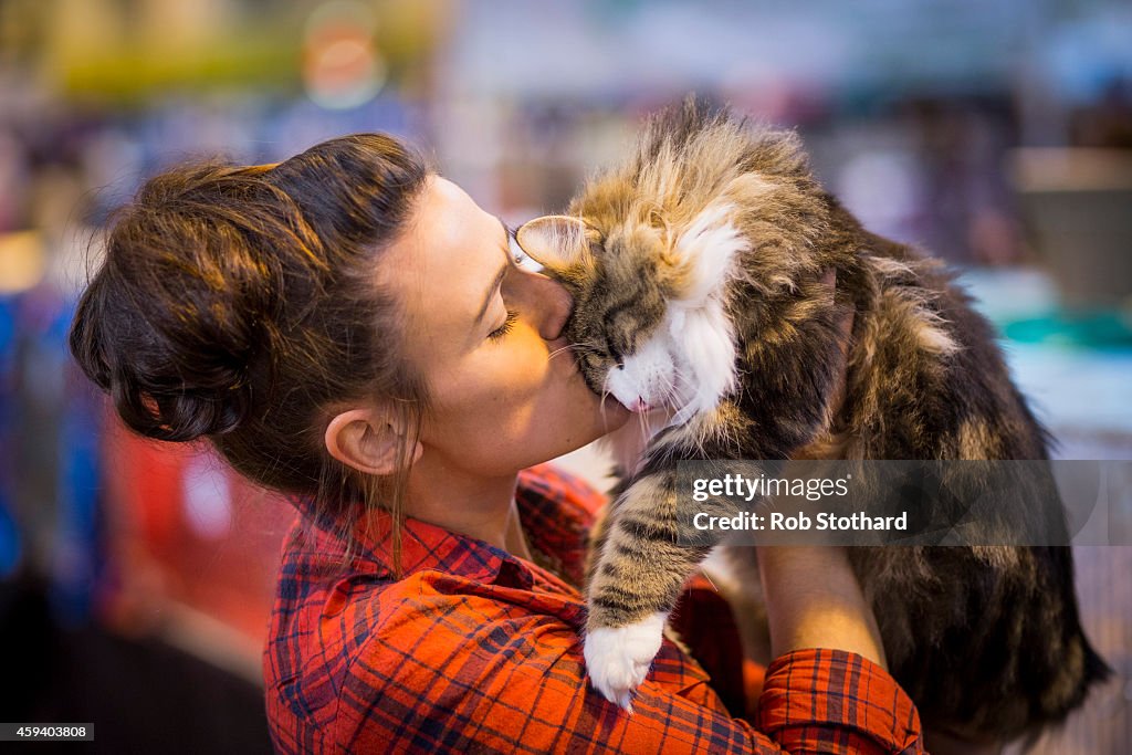 The Feline World Gathers For The Supreme Cat Show 2015