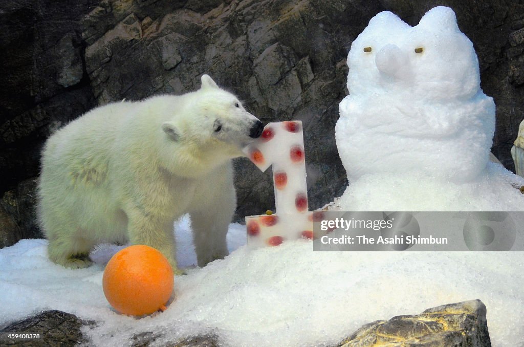 A Polar Bear Celebrates His First Birthday In Shirahama