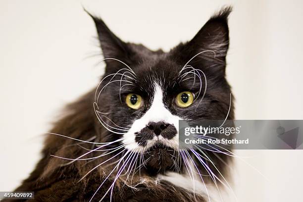 Raffles, a Maine Coon, attends the Governing Council of the Cat Fancy's 'Supreme Championship Cat Show' at the NEC Arena on November 22, 2014 in...